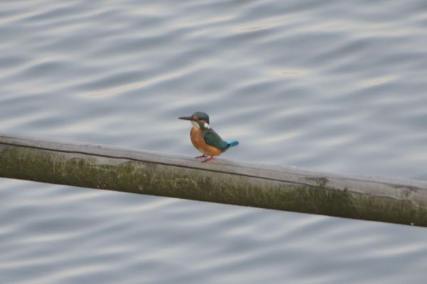 川岸にいる鳥 パステル画 川岸にいる鳥 パステル画 川岸にいる鳥