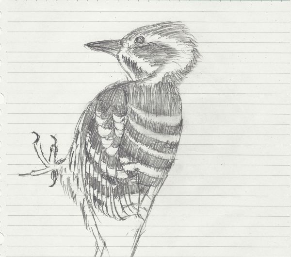 鳥を見た記録をつけよう | バードウォッチング初心者入門ガイド