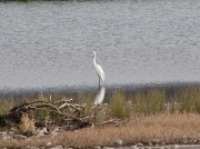 鳥を探すときのポイントは何？