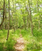 バードウォッチングをする上でのルール