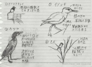 鳥を見た記録をつけよう