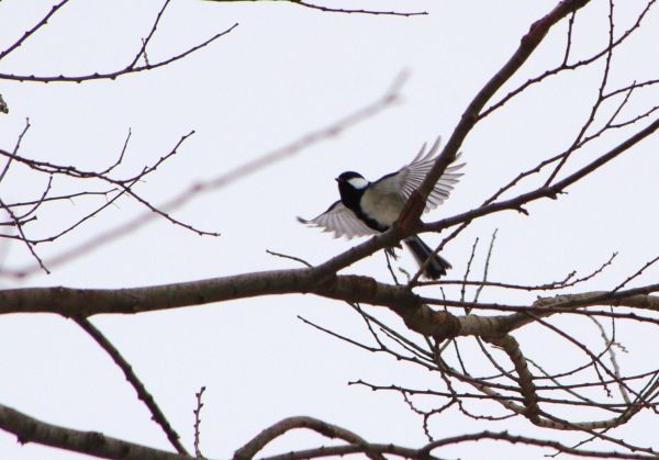 シジュウカラ (3) - コピー