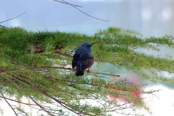 イソヒヨドリ オス - コピー